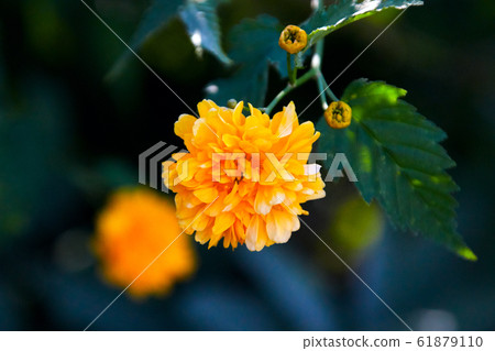 yellow ranunculus blossom yellow ranunculus blossom 61879110