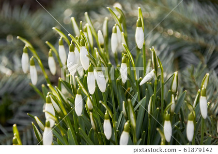 Snowdrops before brushwood twigs 61879142