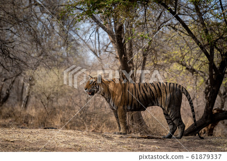Ranthambore tiger in beautiful colorful background. Famous tigress krishna or T19 full length side profile at ranthambore national park or tiger reserve, rajasthan, india 61879337