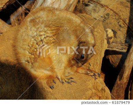草原土撥鼠 61879479