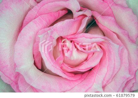 beautiful rosebud as a background for the entire frame 61879579