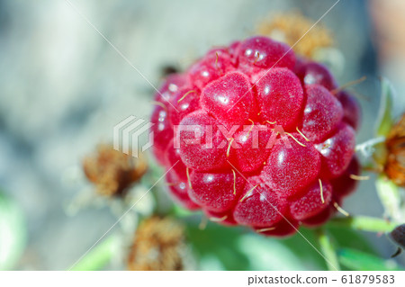 berry raspberry macro as a beautiful background 61879583