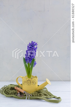 Fresh blue hyacinth potted in the yellow Fresh blue hyacinth potted in the yellow 61880327