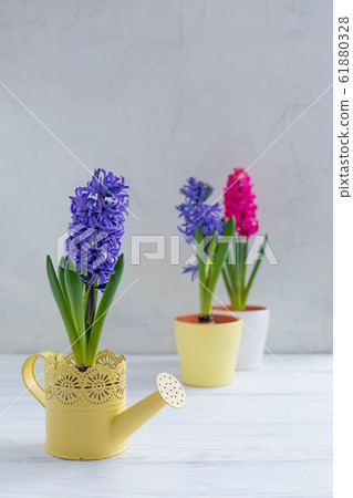 Fresh blue hyacinth potted in the yellow Fresh blue hyacinth potted in the yellow 61880328