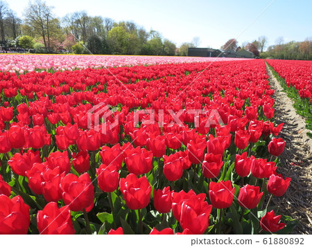 Netherlands, 6 million tulip fields (4) Netherlands, 6 million tulip fields (4) 61880892