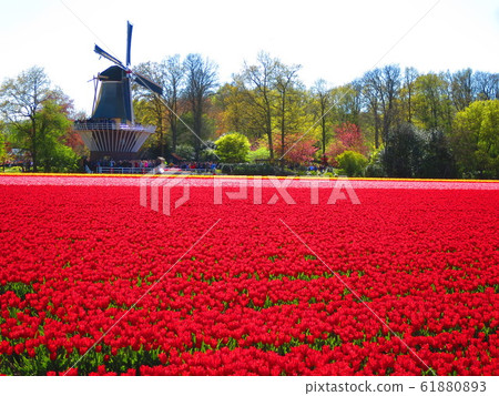 Netherlands, 6 million tulip fields (5) Netherlands, 6 million tulip fields (5) 61880893