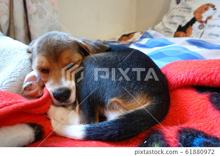 狗中型犬幼犬小獵犬在室內家犬睡覺的狗 狗中型犬幼犬小獵犬在室內家犬睡覺的狗 61880972