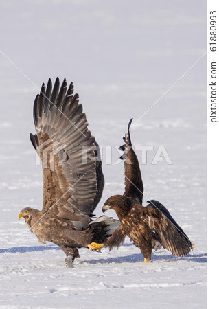 White-tailed eagle 61880993