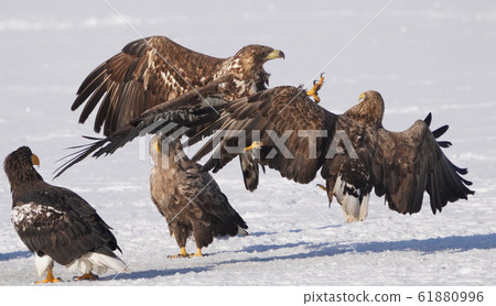 White-tailed eagle 61880996