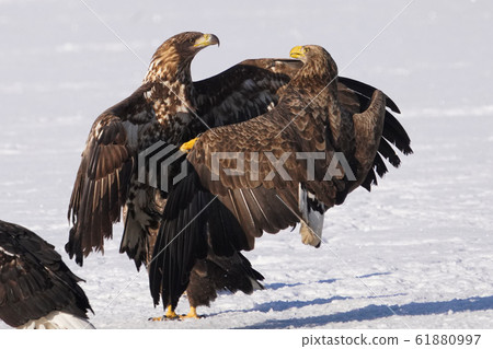White-tailed eagle 61880997