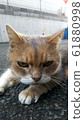 Cat  61880998