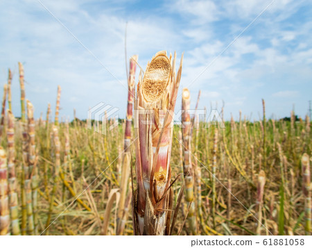 一月和二月收穫甘蔗田。沖繩特產紅糖原料 61881058