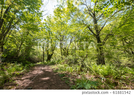 Oyama Shinryoku Kitanizawa Stream Oyama Shinryoku Kitanizawa Stream 61881542