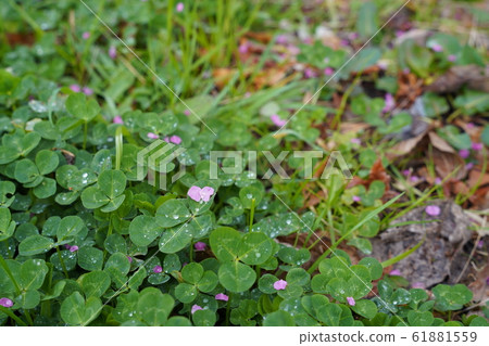 Find a four-leaf clover, plum petals, after the rain 61881559