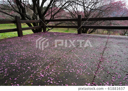 Plum, petal, carpet, moss, after rain, 2020, January 61881637