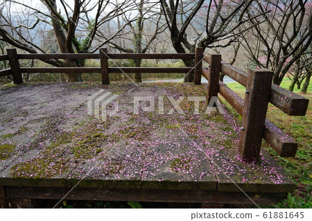 Plum, petal, carpet, moss, after rain, 2020, January 61881645