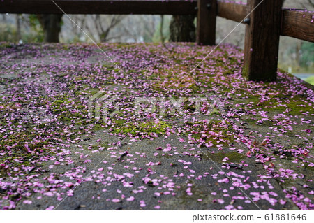 Plum, petal, carpet, moss, after rain, 2020, January 61881646