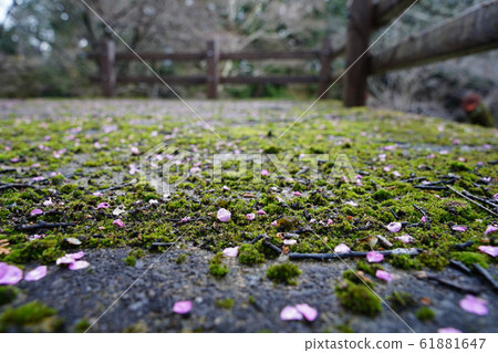 Plum, petal, carpet, moss, after rain, 2020, January 61881647
