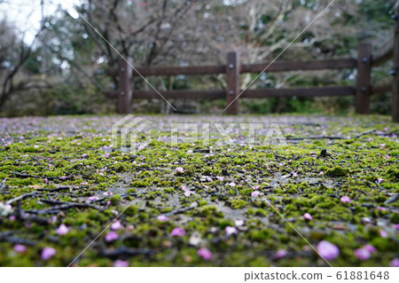 Plum, petal, carpet, moss, after rain, 2020, January 61881648