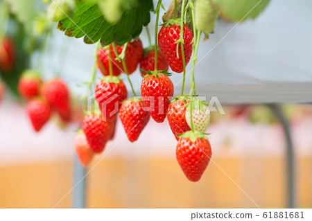 草莓採摘 61881681