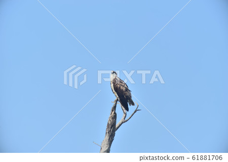 Wild bird / Osprey Wild bird / Osprey 61881706