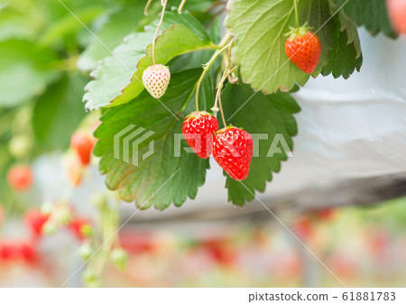 Strawberry picking 61881783