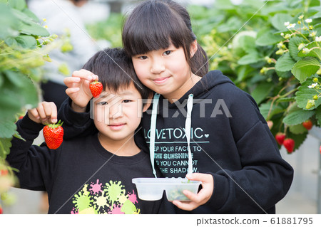 Children enjoying strawberry picking 61881795