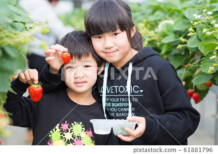 Children enjoying strawberry picking Children enjoying strawberry picking 61881796