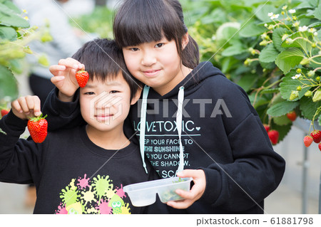 Children enjoying strawberry picking Children enjoying strawberry picking 61881798