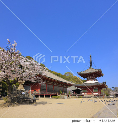 Jodoji 61881886