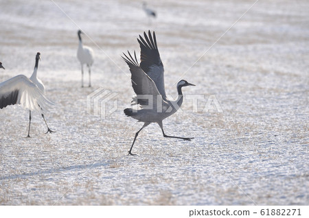Crawls being driven away by Japanese cranes (Hokkaido) 61882271