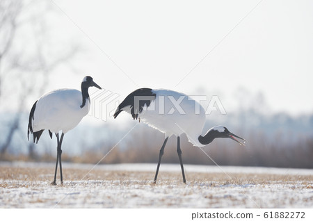 Two Japanese crane foraging (Tsurui, Hokkaido) 61882272