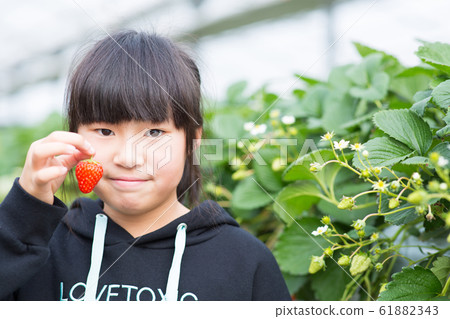 Strawberry picking Strawberry picking 61882343