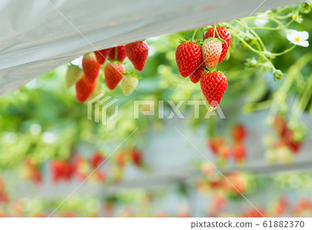 Strawberry picking Strawberry picking 61882370
