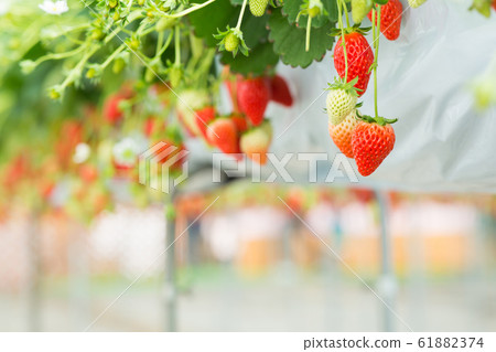 草莓採摘 草莓採摘 61882374