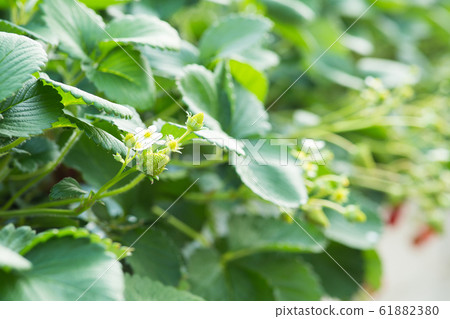 草莓採摘 草莓採摘 61882380