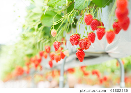 草莓採摘 61882386