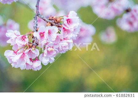 Spring flowers Spring flowers 61882631