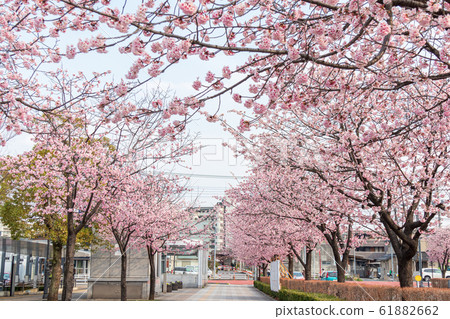 A row of cherry trees in front of Kawaguchi Motogo Station in Saitama Prefecture 61882662