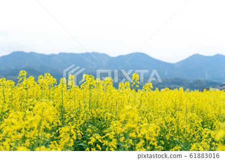 春天風景與美麗的油菜花開 春天風景與美麗的油菜花開 61883016