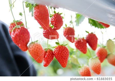 草莓採摘 61883035