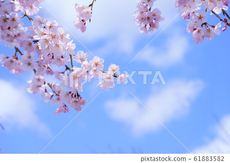 春天的開始 61883582