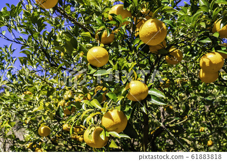 Tangerine field, Suzunari sweet summer tangerine 61883818