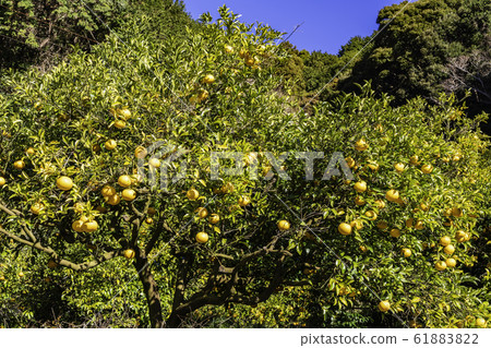 橘田，鈴香成蜜橘 61883822