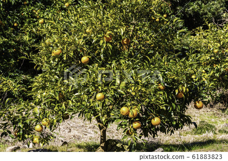 Tangerine field, Suzunari sweet summer tangerine 61883823