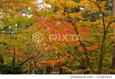 金澤兼六園,秋天的落葉 金澤兼六園,秋天的落葉 61883921