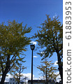 Ginkgo and streetlight 61883953