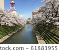 Matsukawa (Toyama) cherry blossoms 61883955