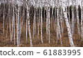 Birch forest 61883995