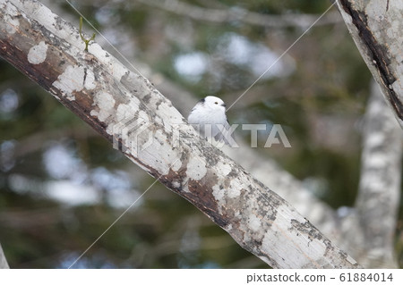 Shima enaga的里程碑 61884014